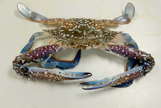 BLUE SWIMMING CRAB