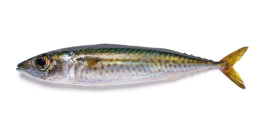CHUB MACKEREL