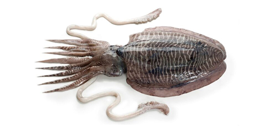 CUTTLE FISH
