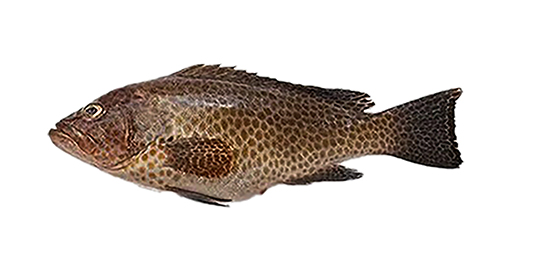 GROUPER