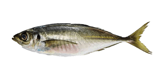 HORSE MACKEREL