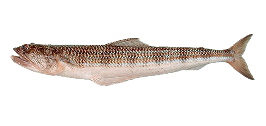 LIZARD FISH