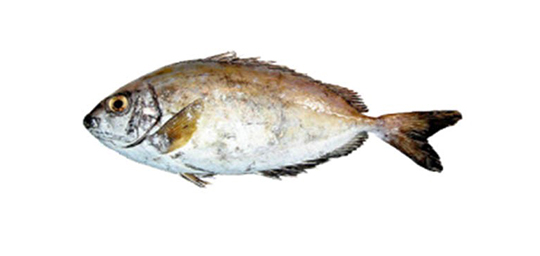 RABBIT FISH