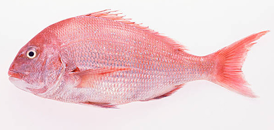 RED SEABREAM