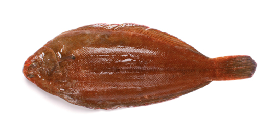 SOLE FISH