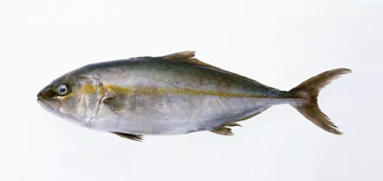 Amberjack